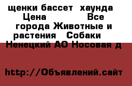 щенки бассет- хаунда › Цена ­ 20 000 - Все города Животные и растения » Собаки   . Ненецкий АО,Носовая д.